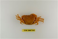 藏品(蔡氏澤蟹)的圖片